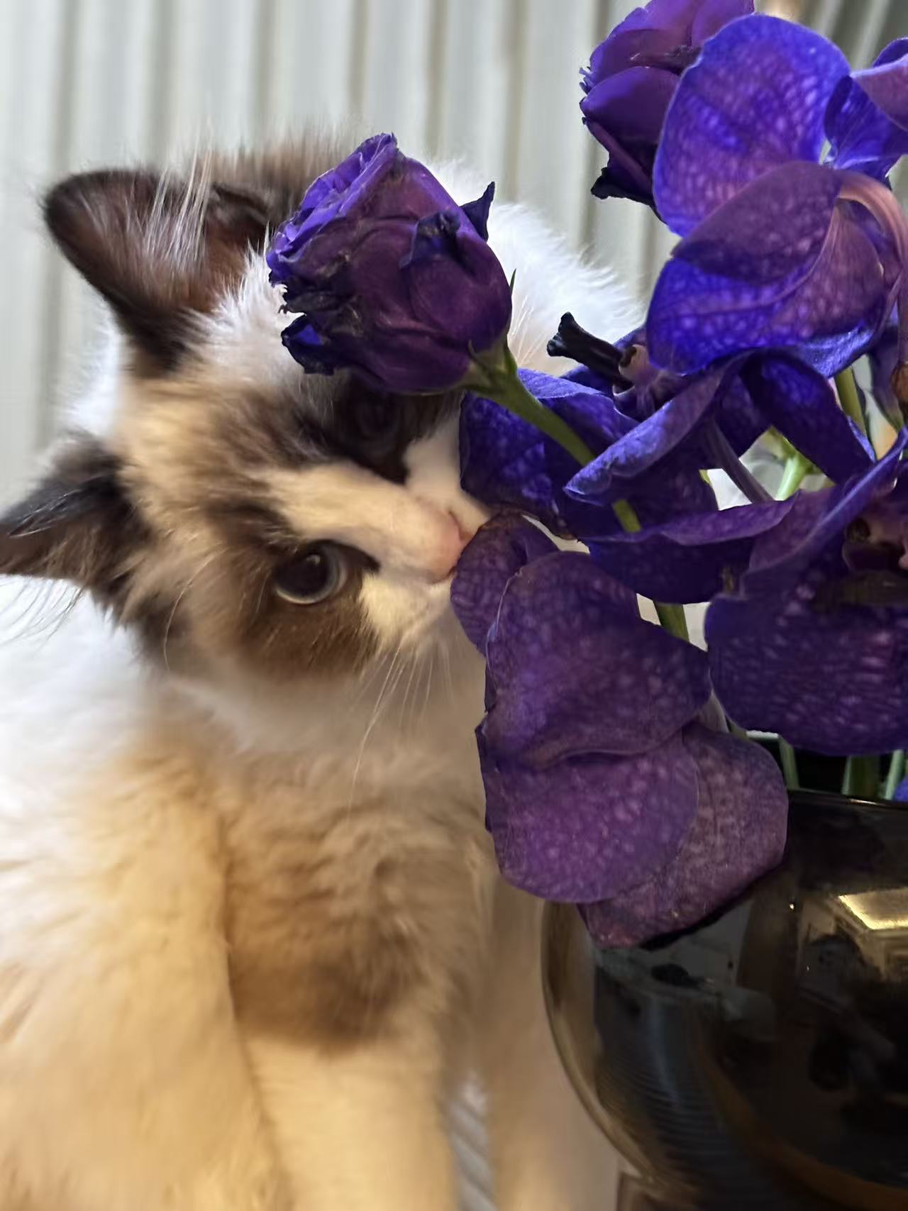 嗅花